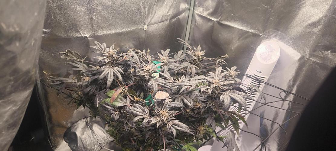 Bruce Banner,Gorilla Skittlez. Week 9 - BT:59