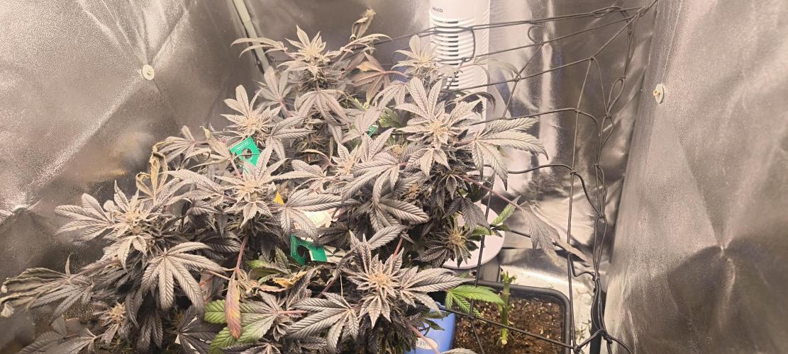 Bruce Banner,Gorilla Skittlez. Week 9 - BT:59