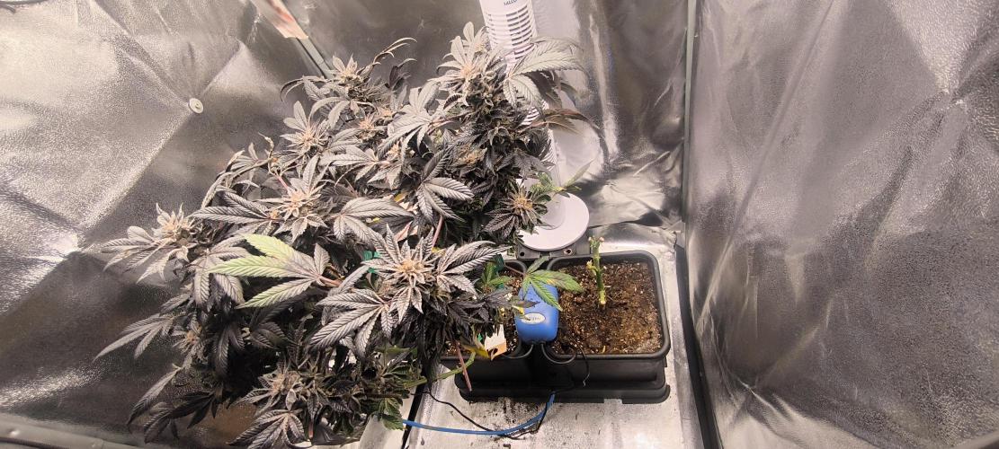 Bruce Banner,Gorilla Skittlez. Week 9 - BT:63