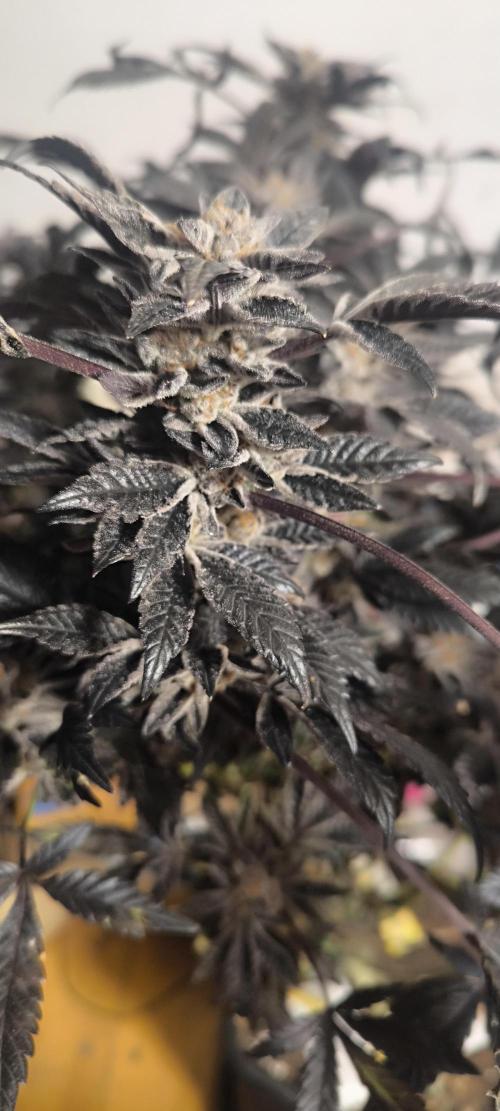 Bruce Banner,Gorilla Skittlez. Week 10 - BT:67