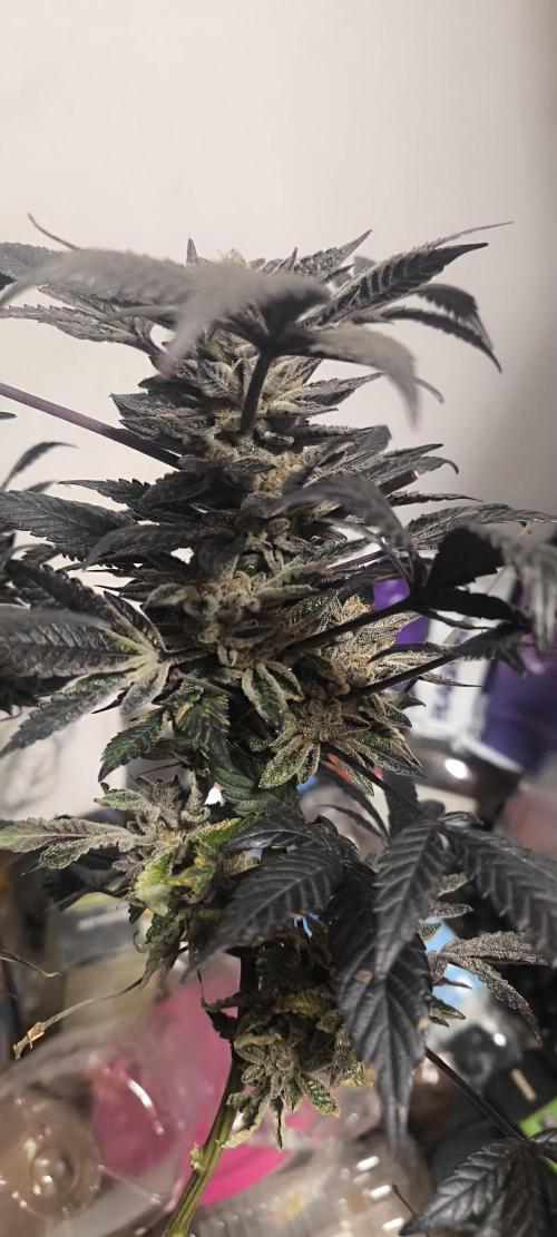 Bruce Banner,Gorilla Skittlez. Week 10 - BT:67