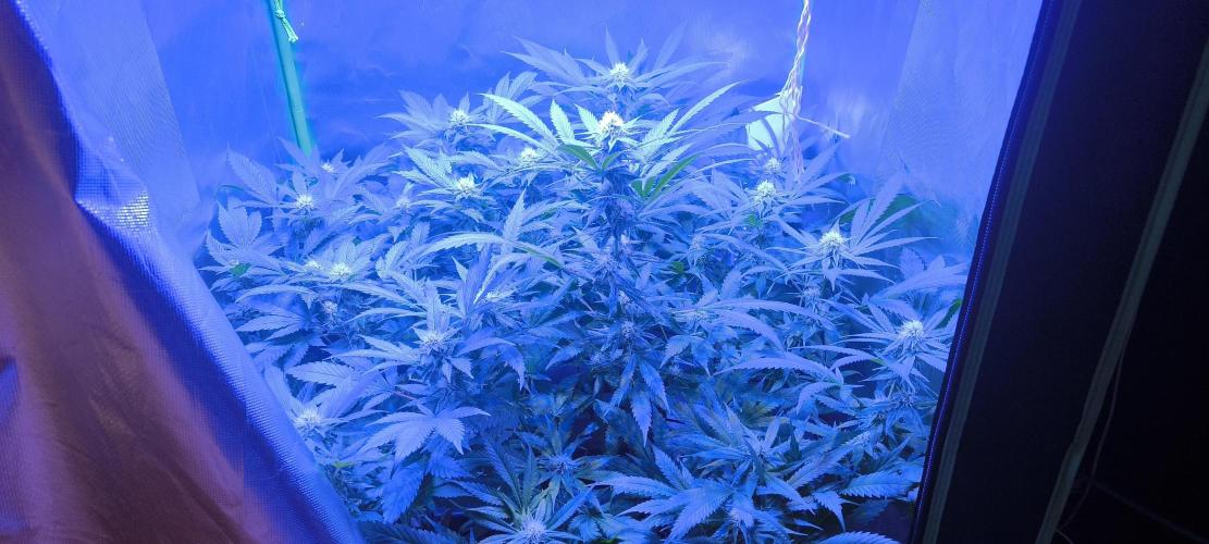 Gorilla Skittlez,Girl scout  Cookies. Week 9 - BT:29