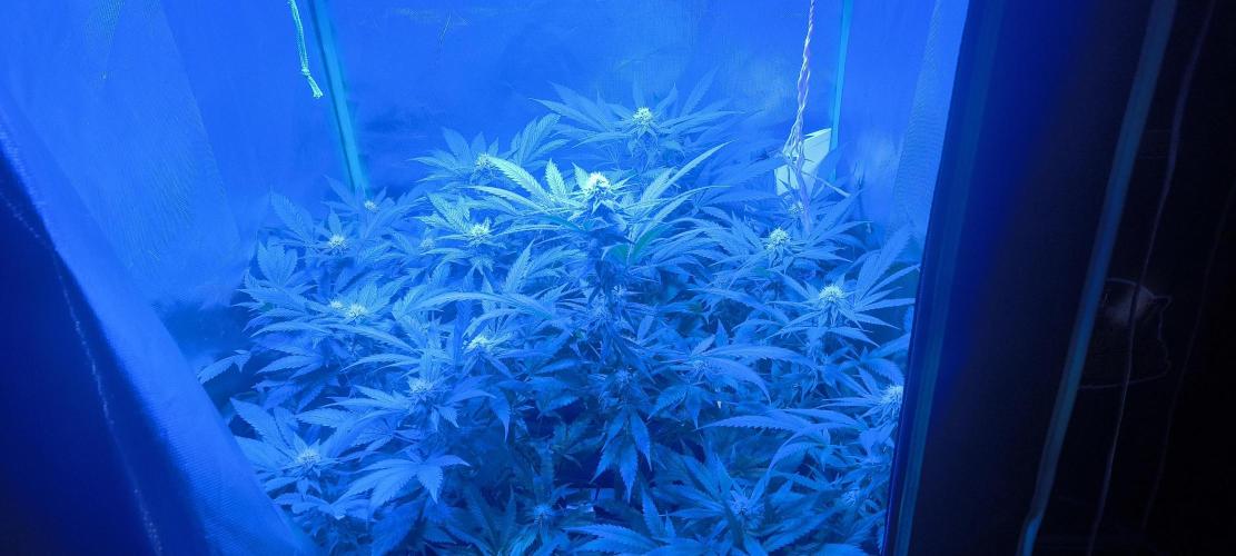 Gorilla Skittlez,Girl scout  Cookies. Week 9 - BT:31