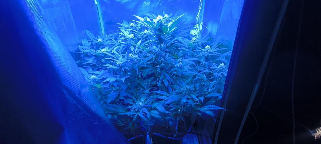 Gorilla Skittlez,Girl scout  Cookies. Week 9 - BT:34