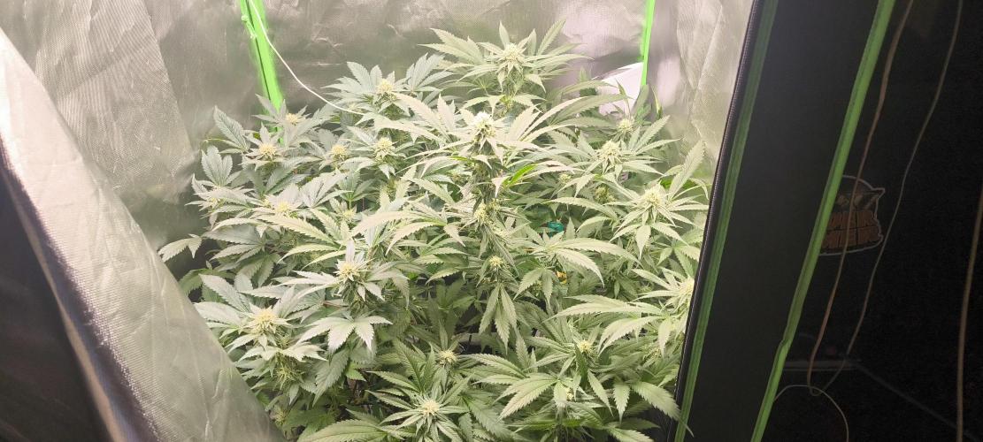 Gorilla Skittlez,Girl scout  Cookies. Week 10 - BT:36