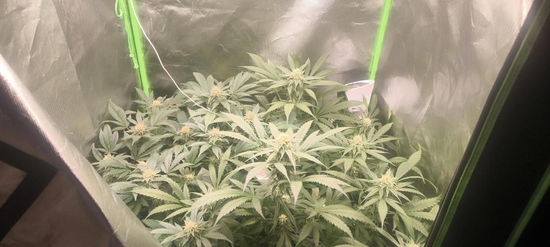 Gorilla Skittlez,Girl scout  Cookies. Week 10 - BT:37