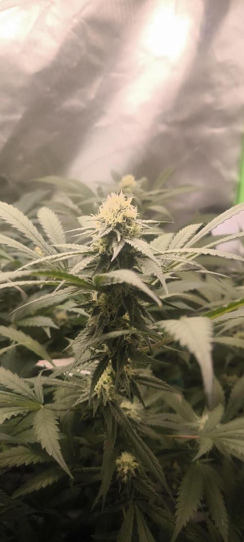 Gorilla Skittlez,Girl scout  Cookies. Week 10 - BT:37