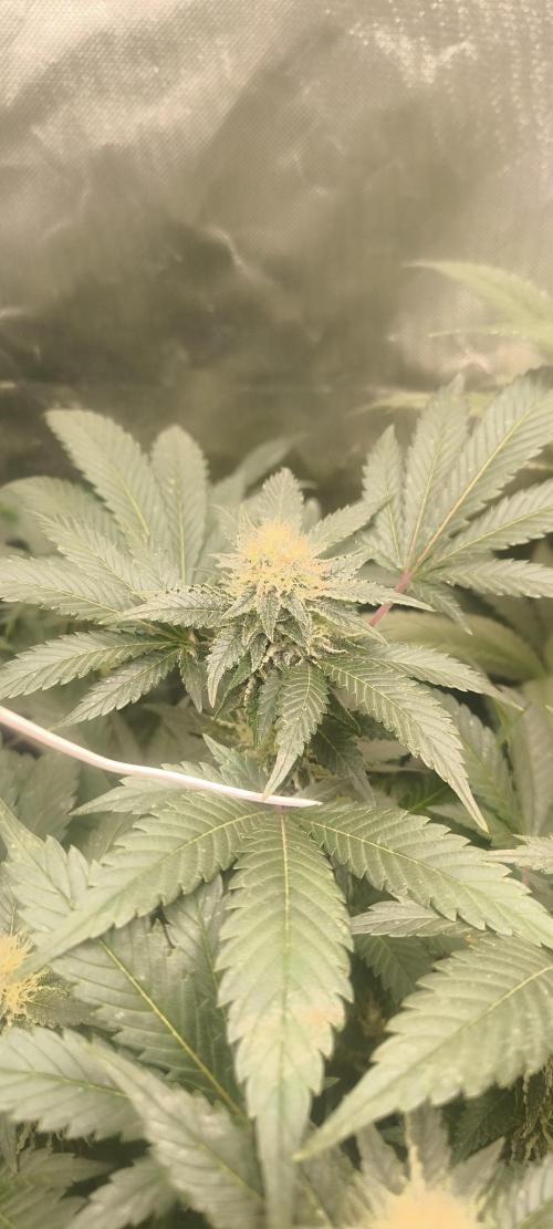 Gorilla Skittlez,Girl scout  Cookies. Week 10 - BT:37