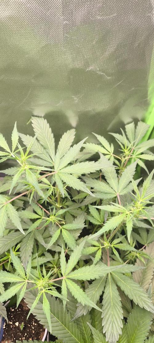 CBD Auto 20:1 Fast Buds. Week 6 - BT:6