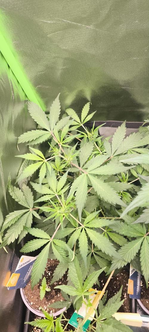 CBD Auto 20:1 Fast Buds. Week 6 - BT:6