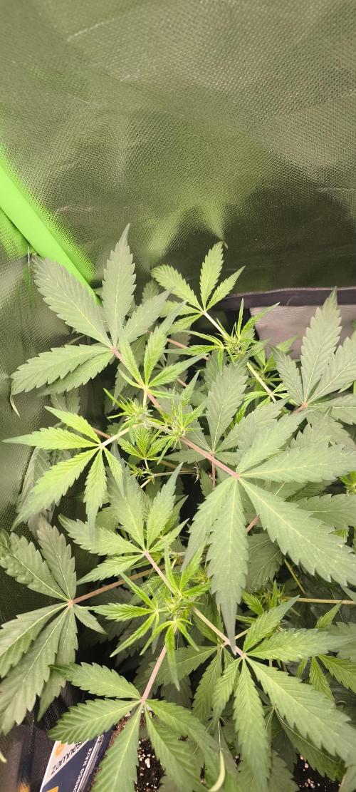 CBD Auto 20:1 Fast Buds. Week 6 - BT:6