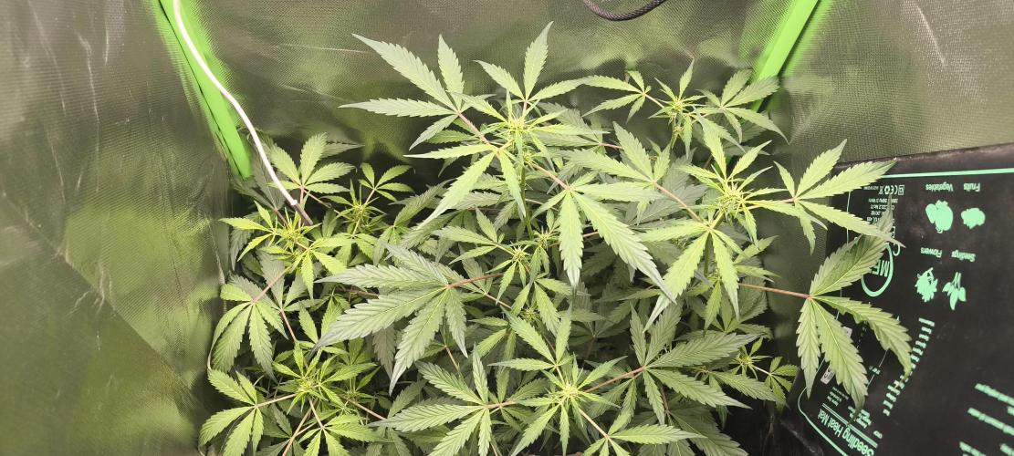 CBD Auto 20:1 Fast Buds. Week 7 - BT:11