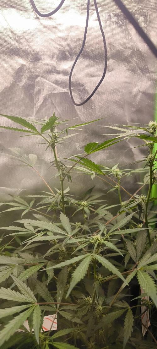 CBD Auto 20:1 Fast Buds. Week 7 - BT:14