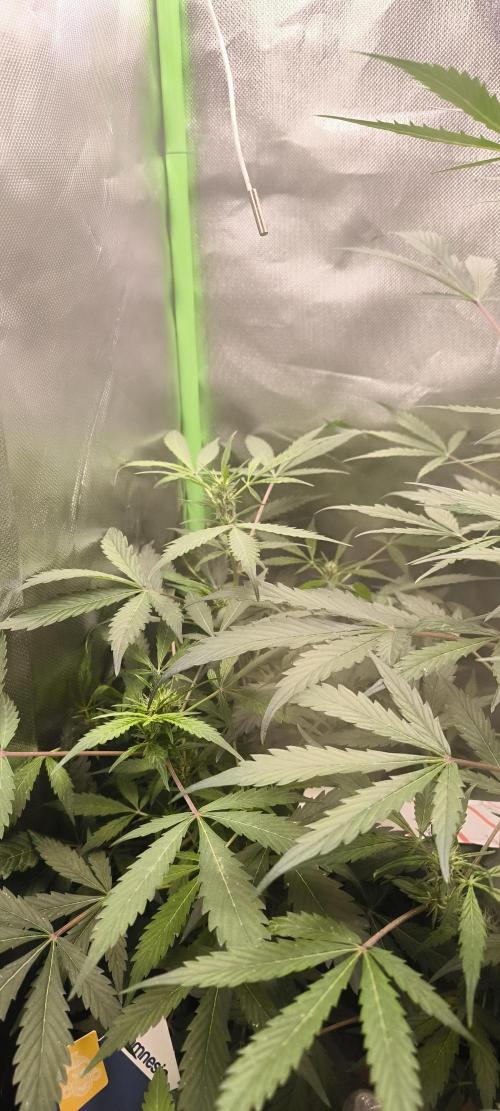 CBD Auto 20:1 Fast Buds. Week 7 - BT:14