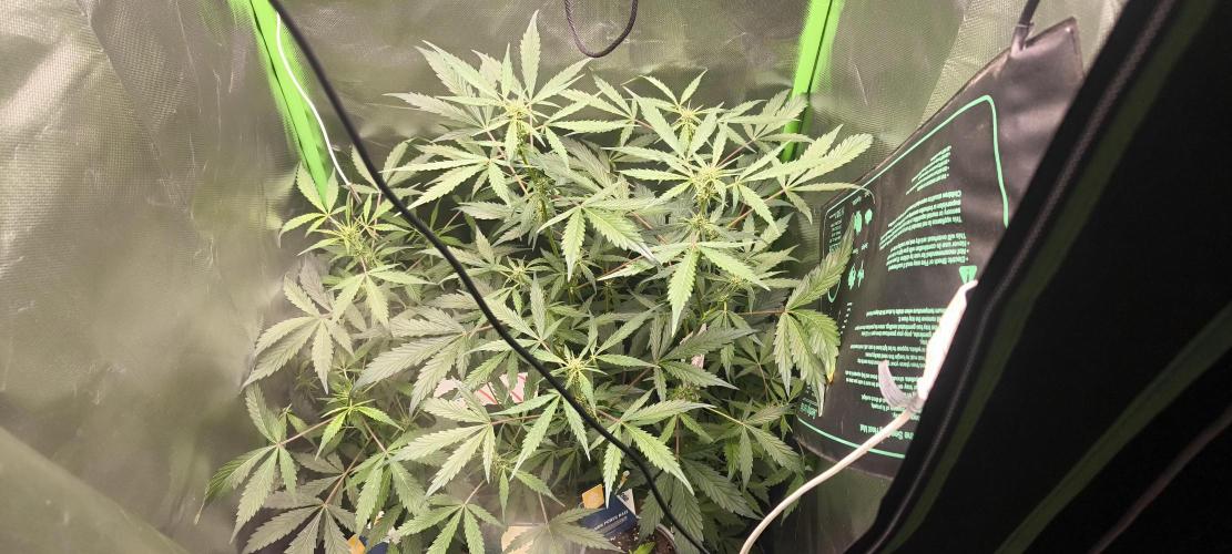 CBD Auto 20:1 Fast Buds. Week 7 - BT:14