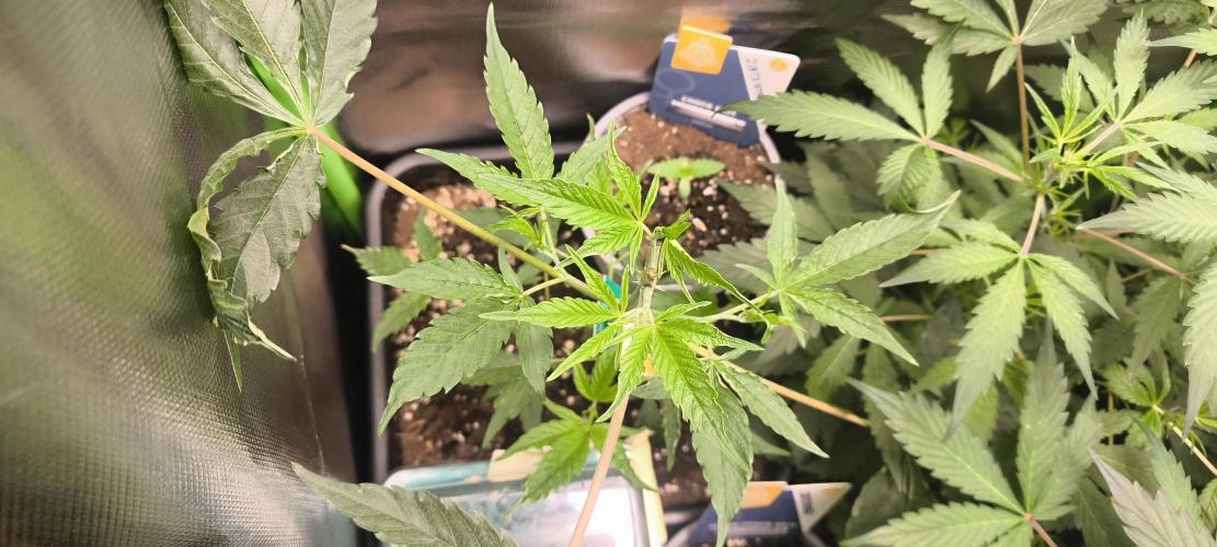 Sunday Punch Early Version. Week 6 - Tag:40