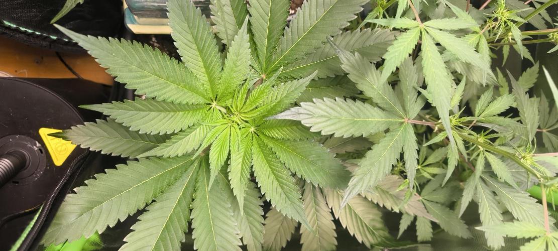 Sunday Punch Early Version. Week 6 - Tag:40