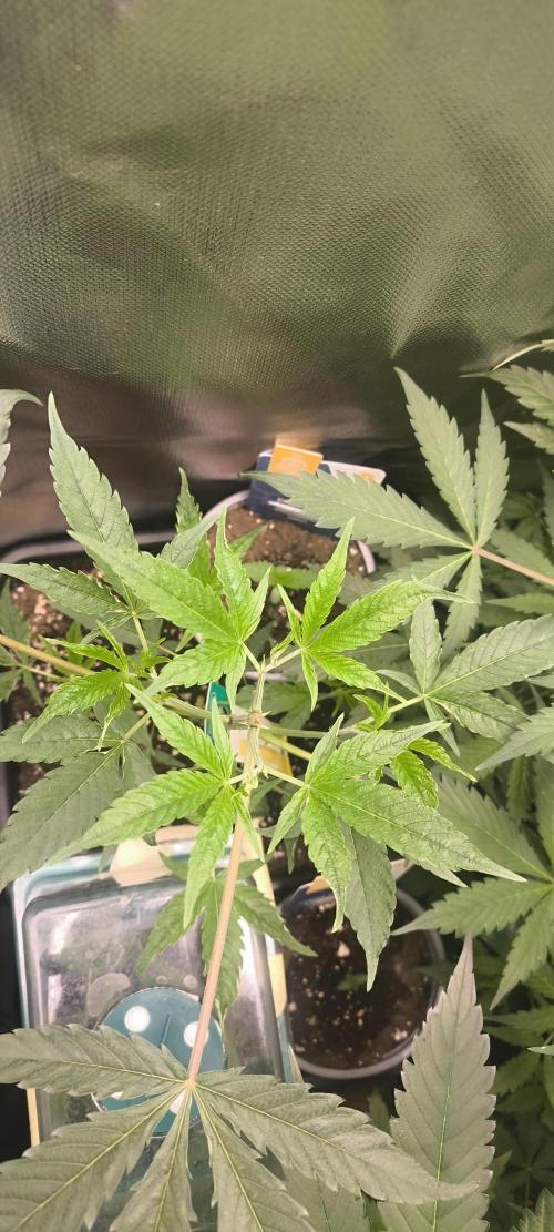 Sunday Punch Early Version. Week 6 - BT:42