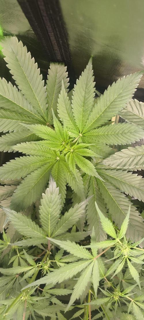 Sunday Punch Early Version. Week 6 - BT:42