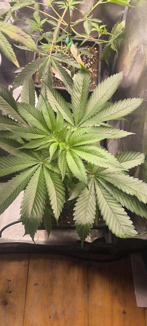 Sunday Punch Early Version. Week 7 - BT:1