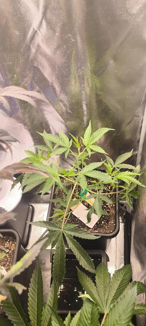 Sunday Punch Early Version. Week 7 - BT:1