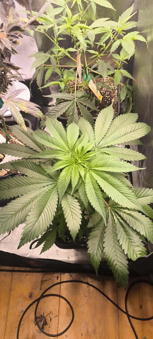 Sunday Punch Early Version. Week 7 - BT:4