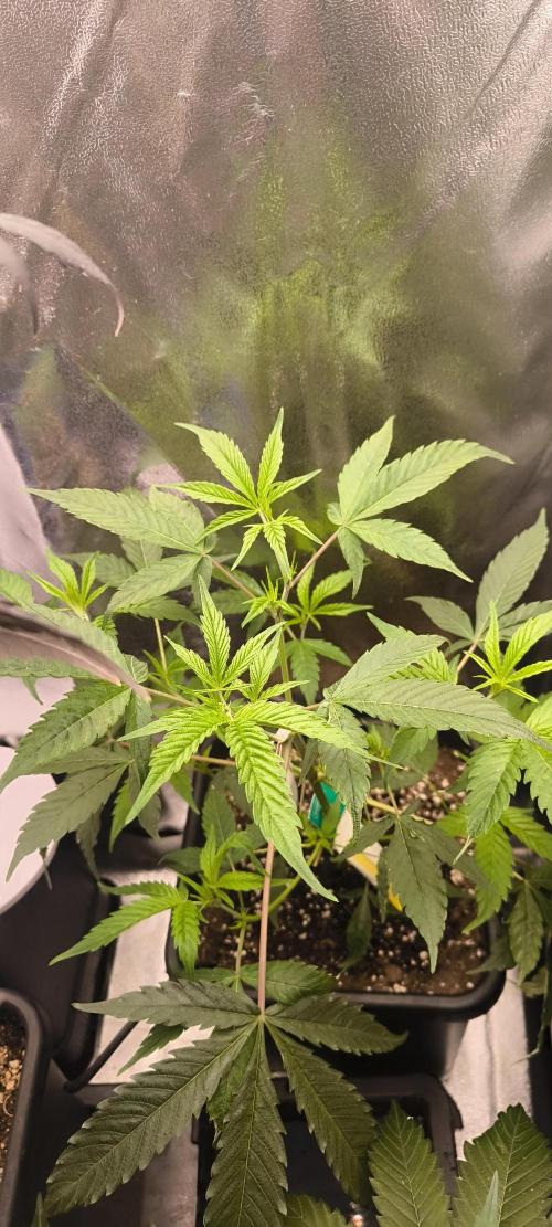 Sunday Punch Early Version. Week 7 - BT:4