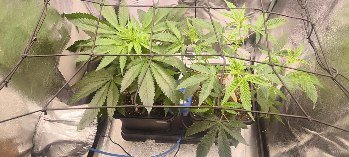 Sunday Punch Early Version. Week 7 - BT:5