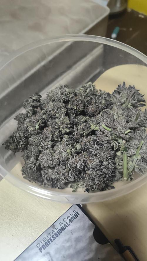 Bruce Banner,Gorilla Skittlez. Week 11 - Bombe