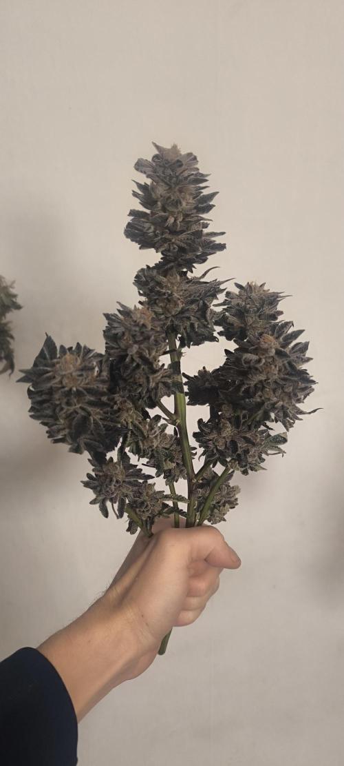 Bruce Banner,Gorilla Skittlez. Week 11 - Bombe