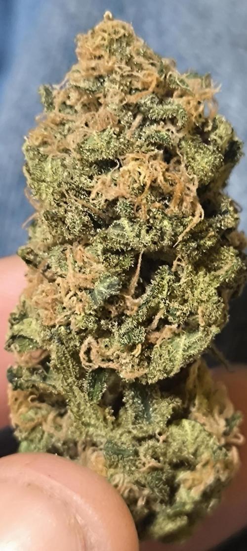 Bruce Banner,Gorilla Skittlez. Week 10