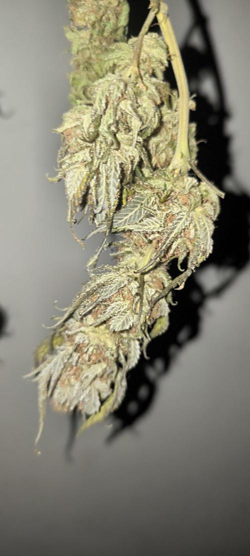 Bruce Banner,Gorilla Skittlez. Week 10