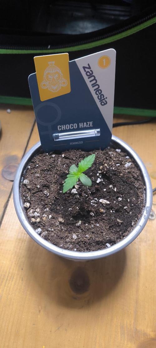 Lemon Power Haze,Choco Haze. Week 0 - 27.11