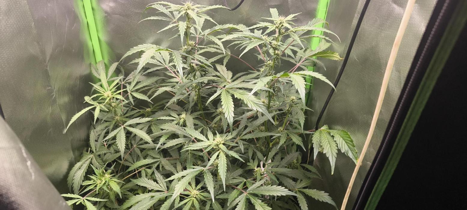 CBD Auto 20:1 Fast Buds. Week 8 - 11.12
BT:19