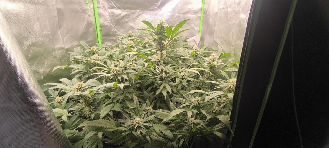 Gorilla Skittlez,Girl scout  Cookies. Week 10 - BT:41