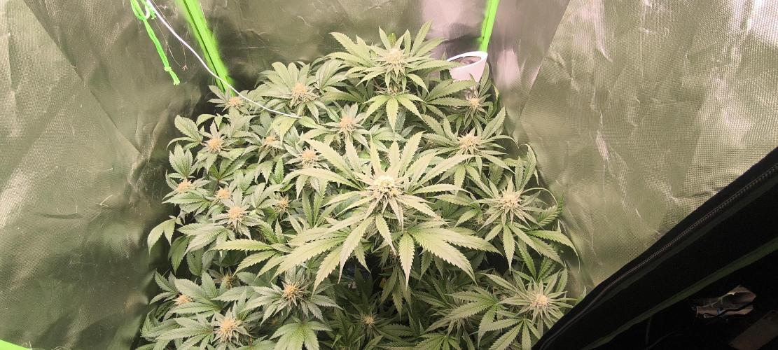 Gorilla Skittlez,Girl scout  Cookies. Week 10 - BT41