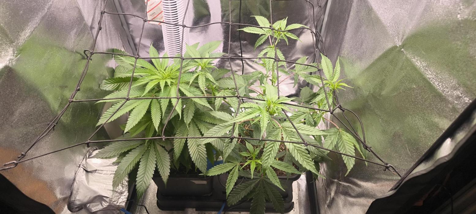 Sunday Punch Early Version. Week 8 - BT:9

