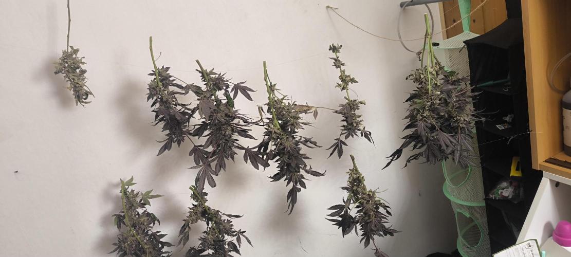 Bruce Banner,Gorilla Skittlez. Week 11