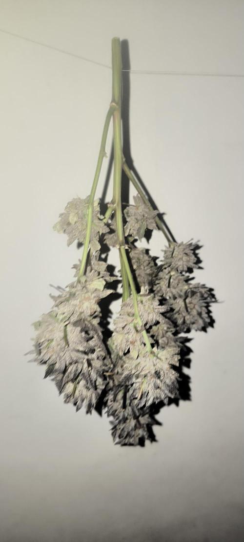 Bruce Banner,Gorilla Skittlez. Week 11