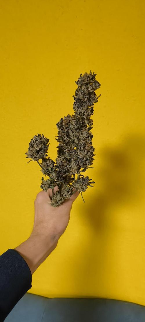 Bruce Banner,Gorilla Skittlez. Week 11