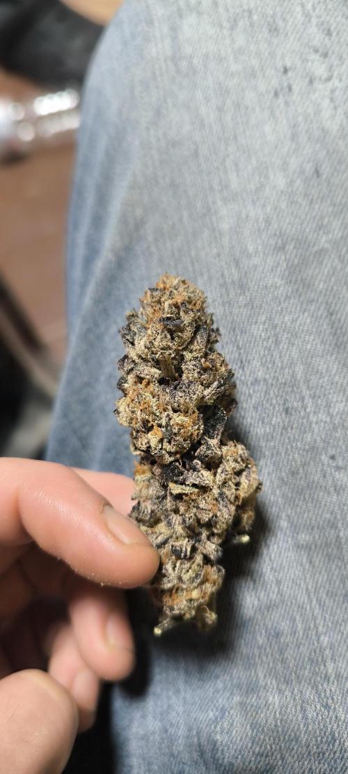 Bruce Banner,Gorilla Skittlez. Week 11