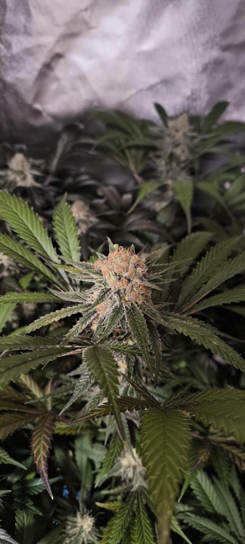 Gorilla Skittlez,Girl scout  Cookies. Week 11 - BT:49