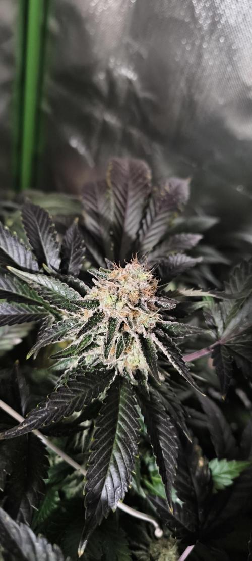 Gorilla Skittlez,Girl scout  Cookies. Week 11 - BT:49