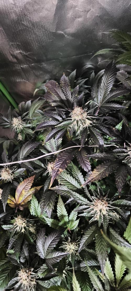 Gorilla Skittlez,Girl scout  Cookies. Week 11 - BT:49