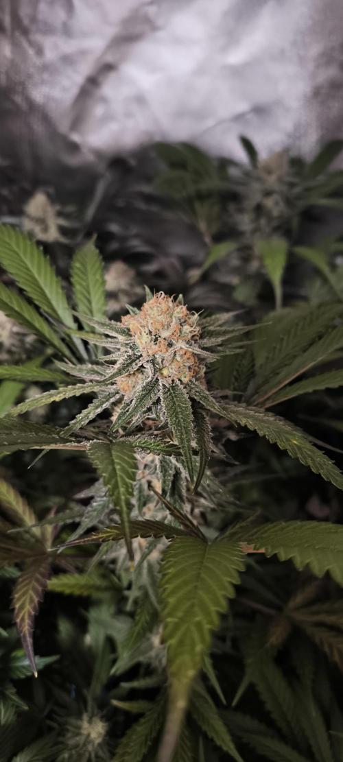 Gorilla Skittlez,Girl scout  Cookies. Week 11 - BT:49