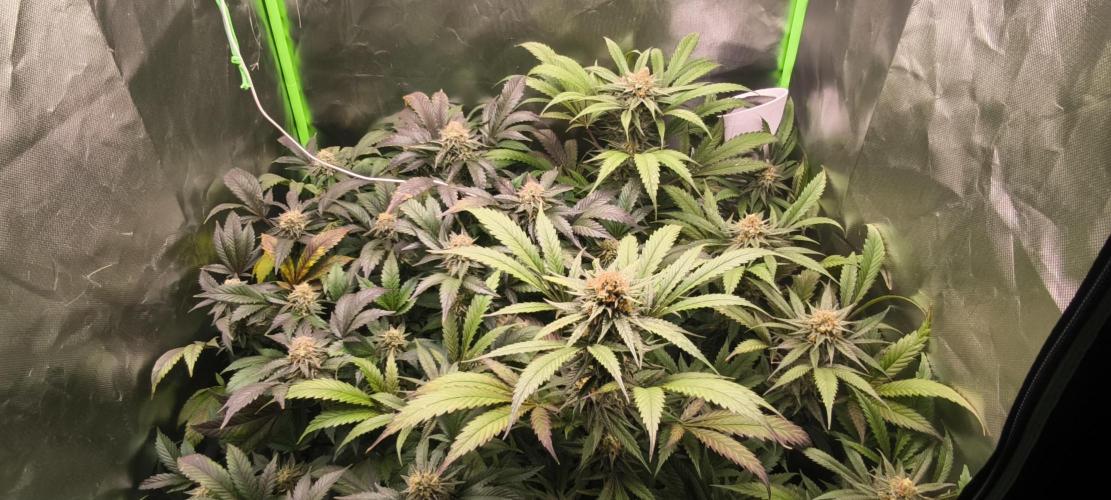 Gorilla Skittlez,Girl scout  Cookies. Week 11 - BT:49