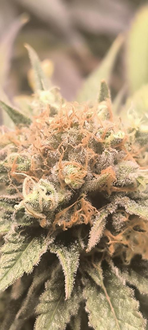 Gorilla Skittlez,Girl scout  Cookies. Week 12 - BT:54
Gorilla Zkittlez