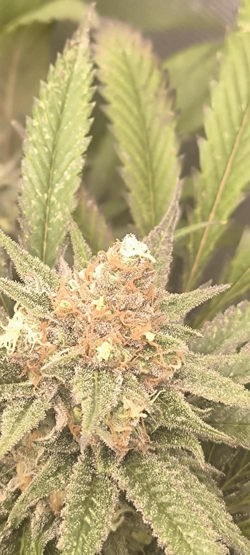 Gorilla Skittlez,Girl scout  Cookies. Week 12 - BT:54
Gorilla Zkittlez