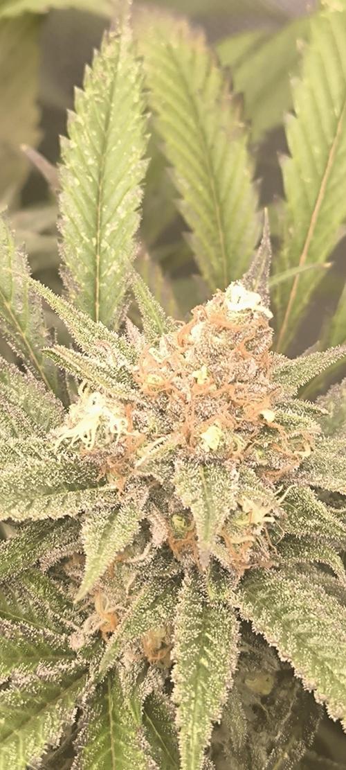 Gorilla Skittlez,Girl scout  Cookies. Week 12 - BT:54
Gorilla Zkittlez