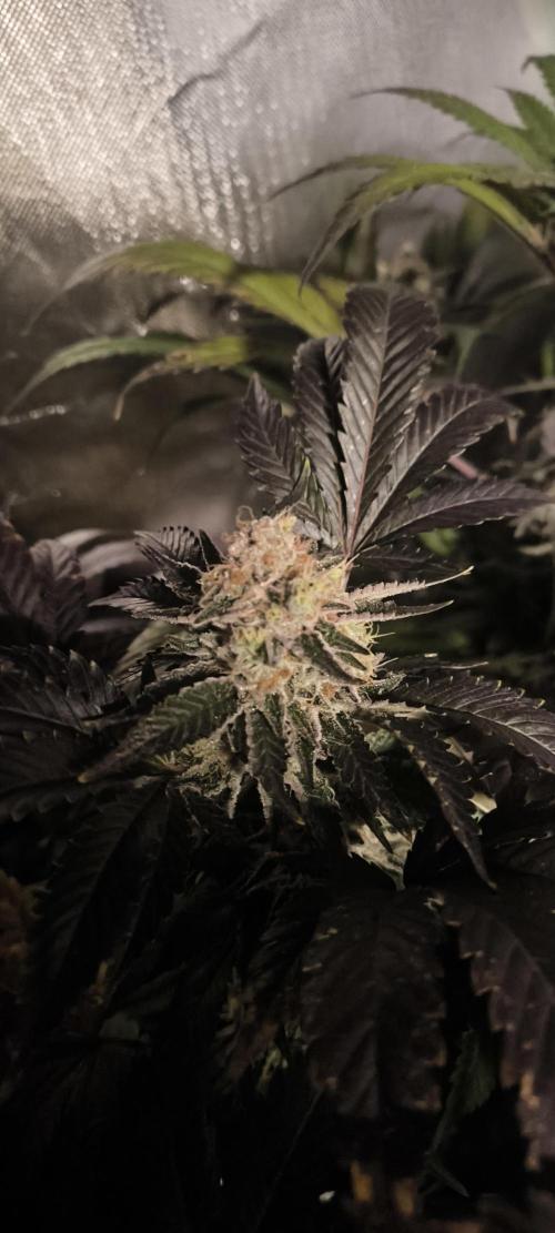 Gorilla Skittlez,Girl scout  Cookies. Week 12 - BT:54
Girl Scout Cookies